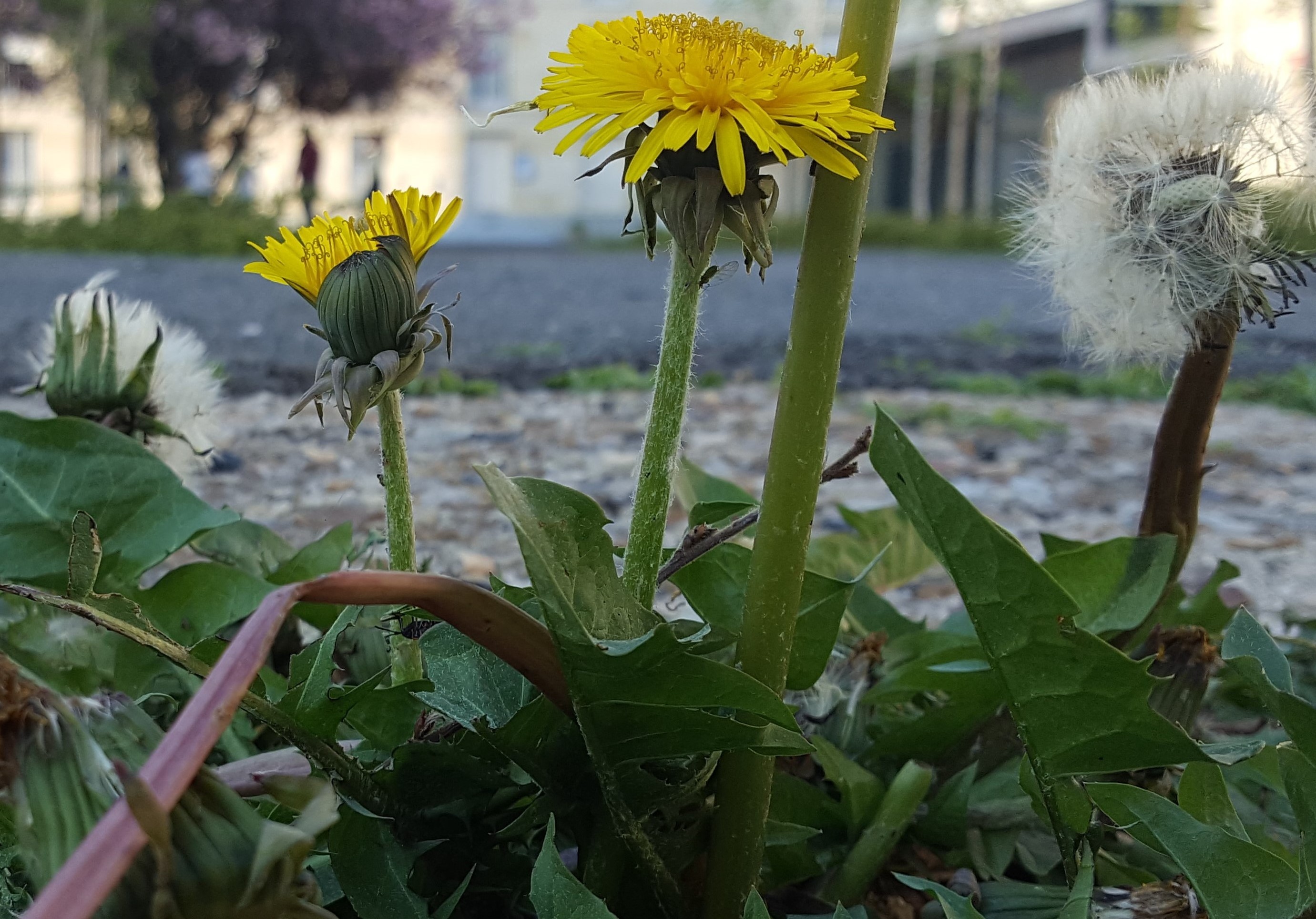 Annexe 20200408_183940.jpg