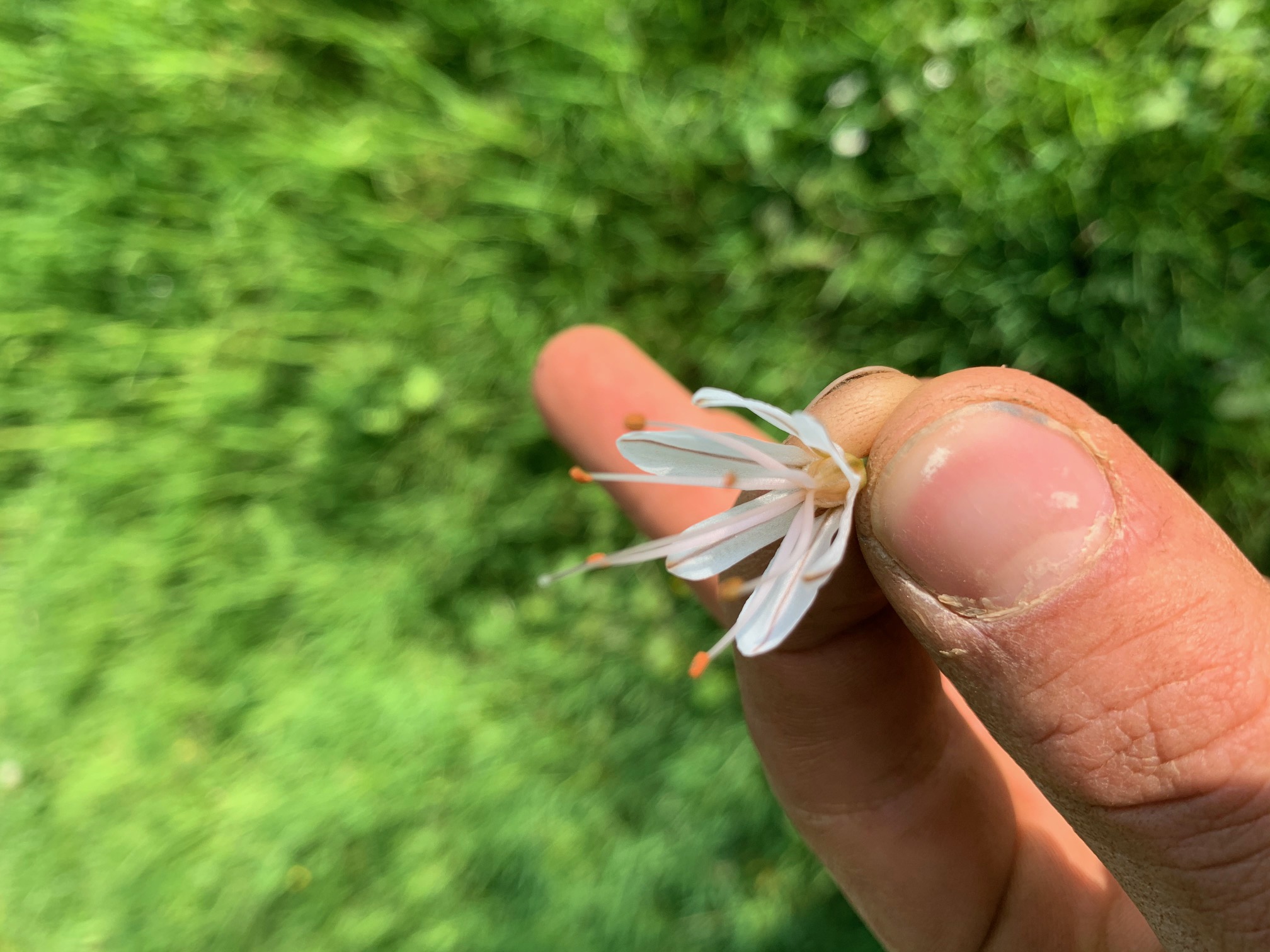 Annexe Asphodèle (fleur 1).jpg