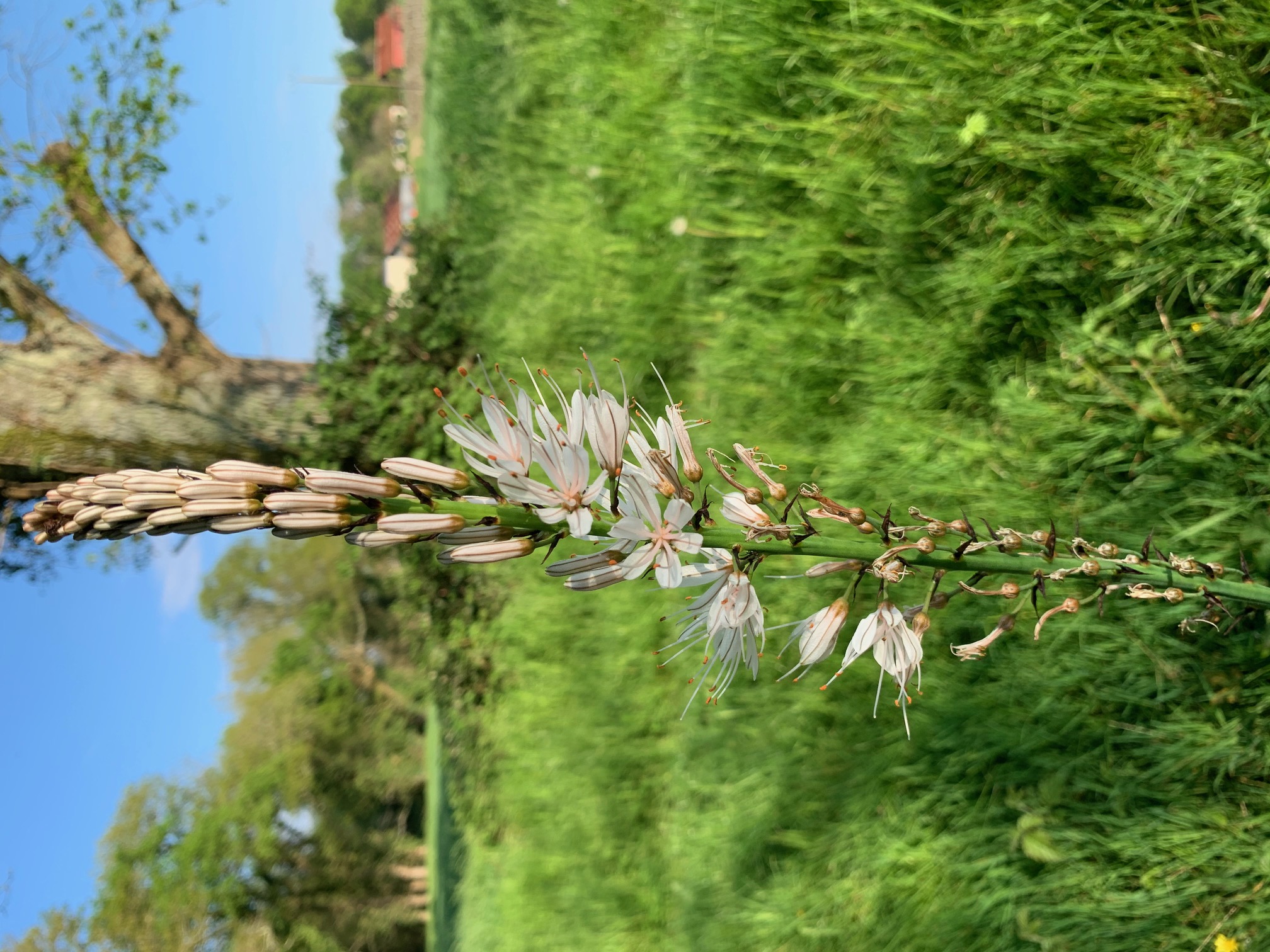 Annexe Asphodèle.jpg