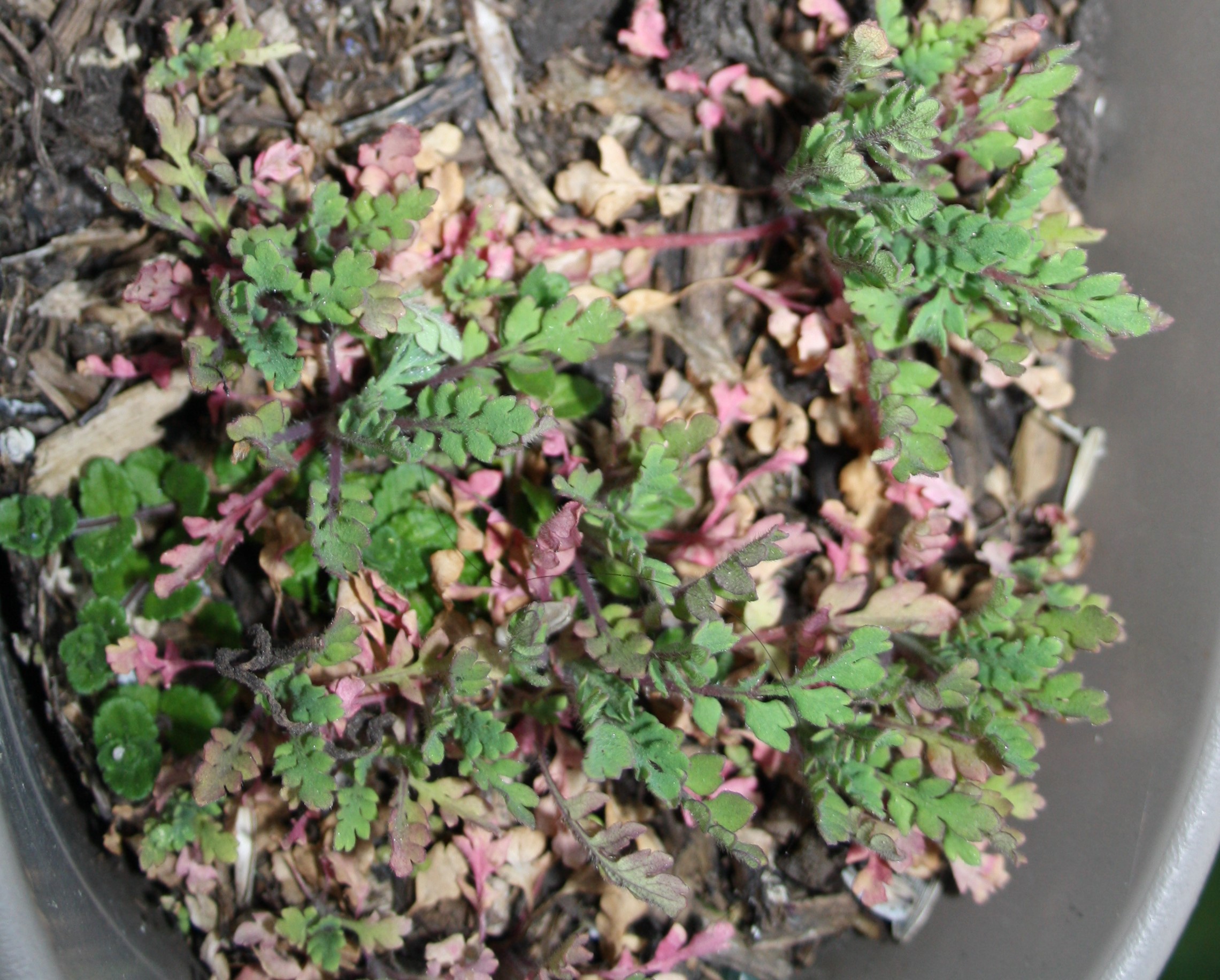 Annexe Coquelicot_petit.jpg