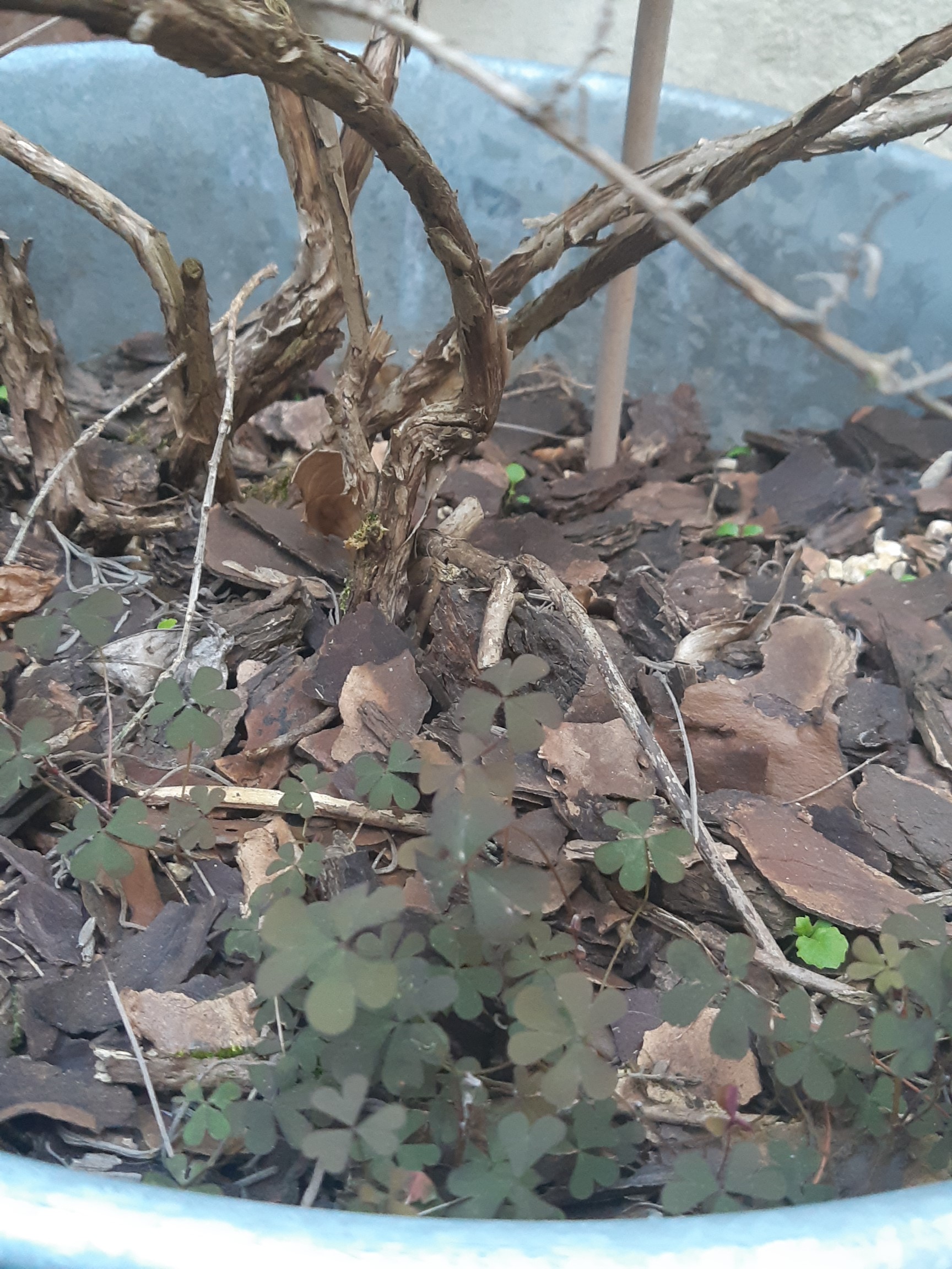 Annexe Trefle_contexte.jpg