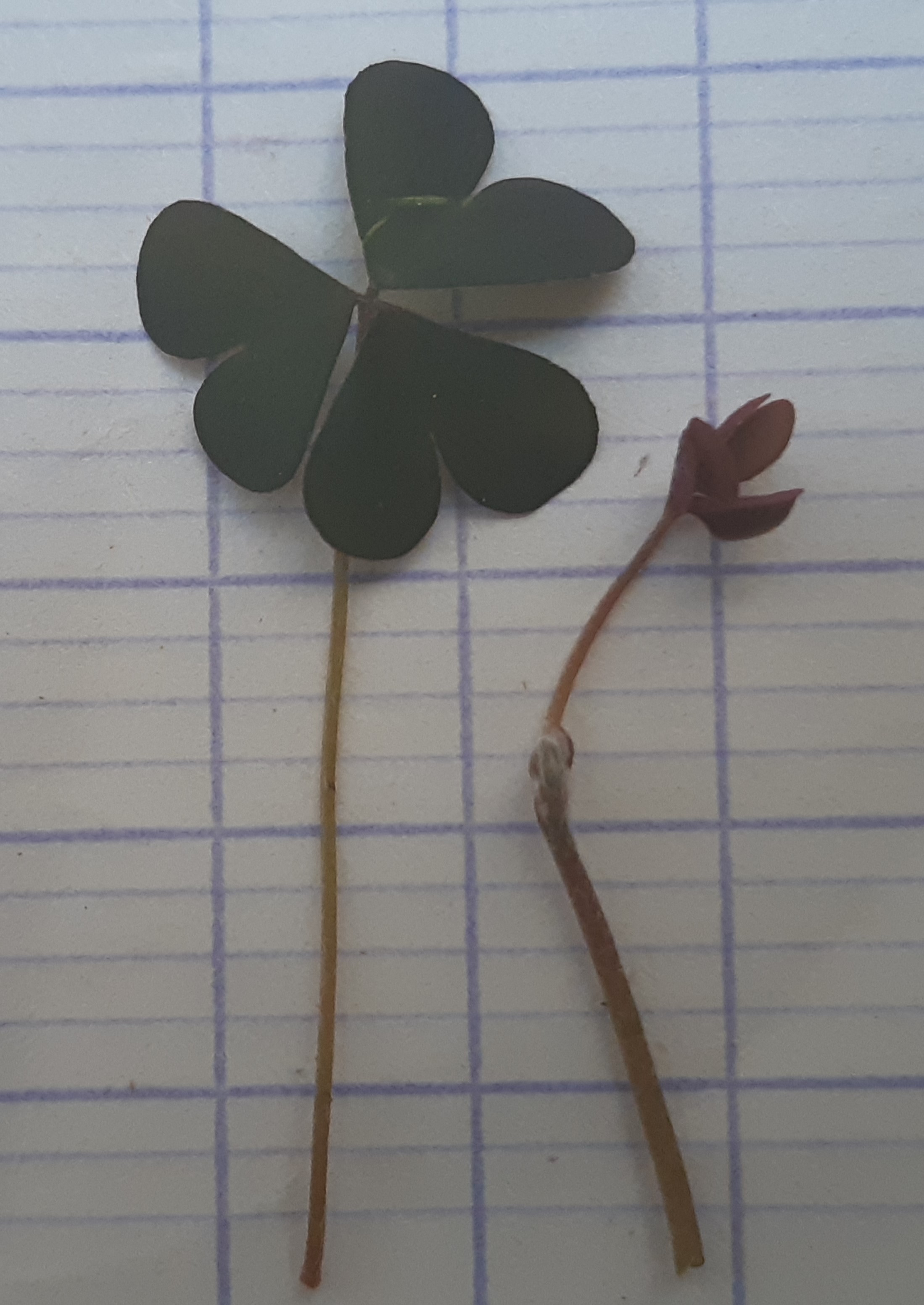 Annexe Trefle_detail.jpg