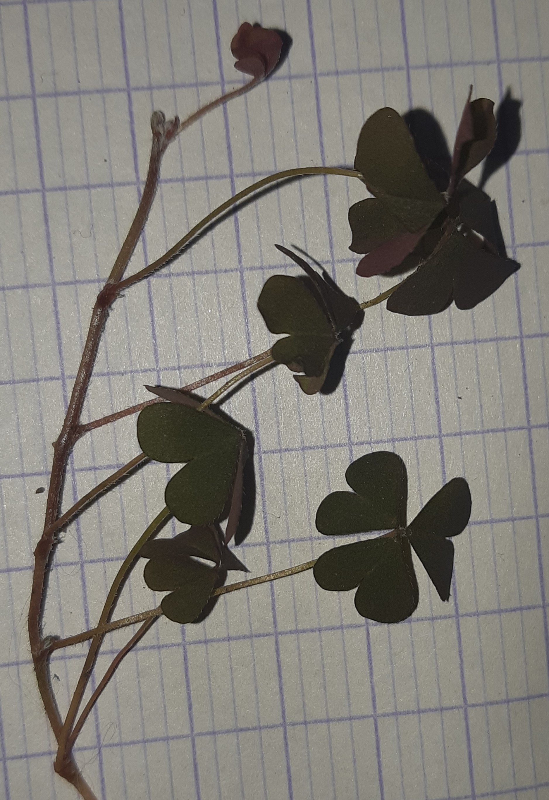 Annexe Trefle_ensemble tige.jpg