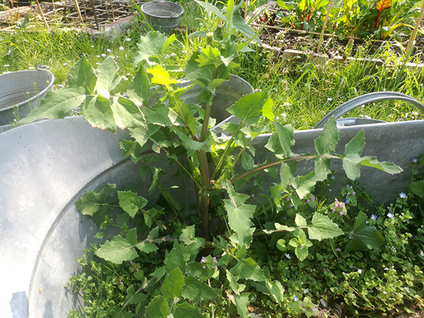 Annexe IMG_20200409_140123.jpg