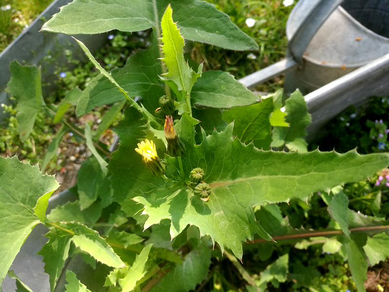 Annexe IMG_20200409_140132.jpg