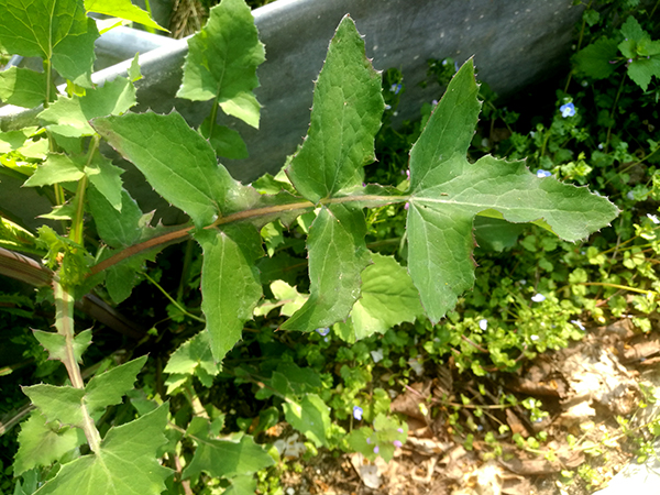 Annexe IMG_20200409_140139.jpg