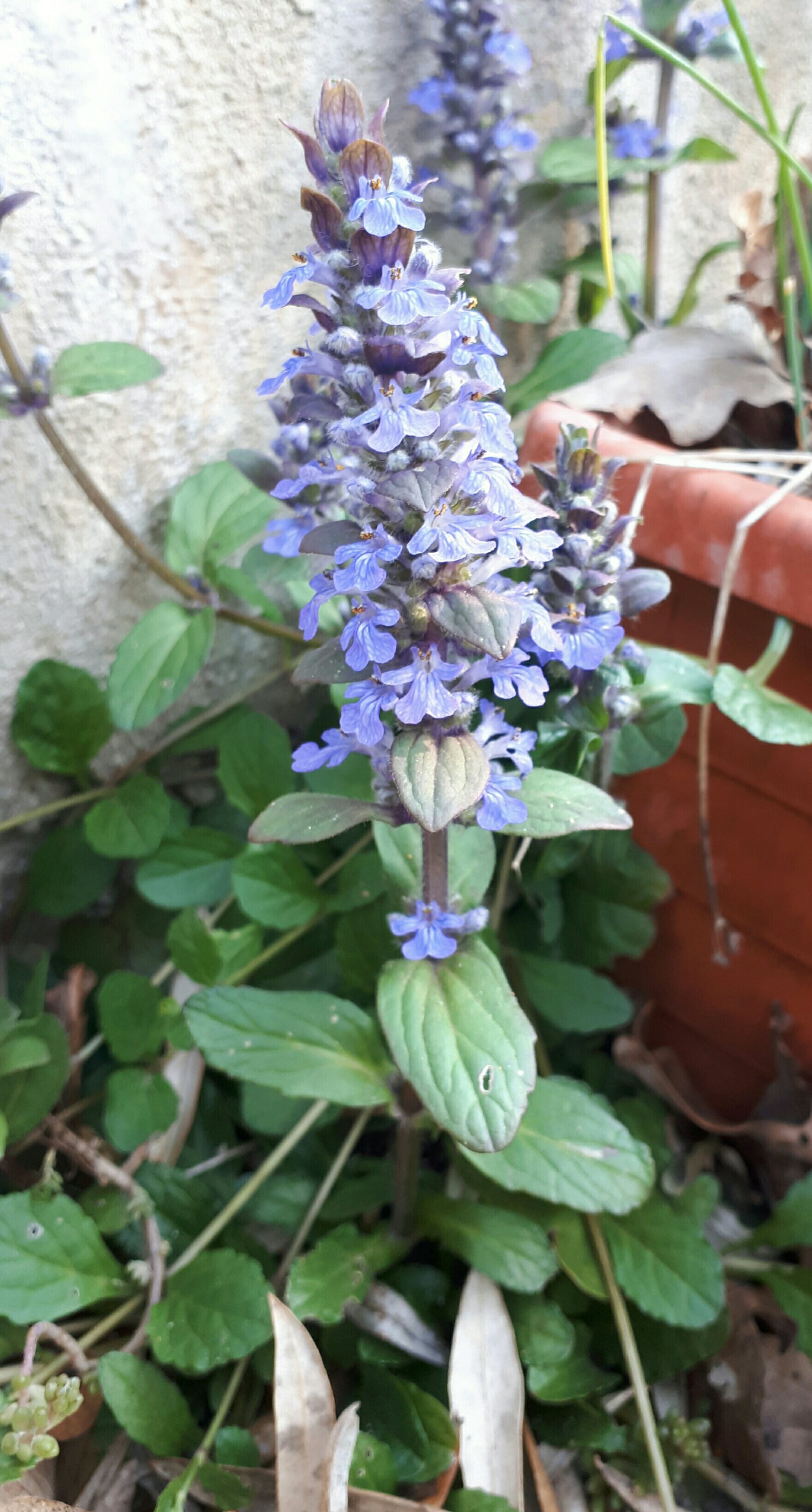 Annexe paparazzi 11.jpg