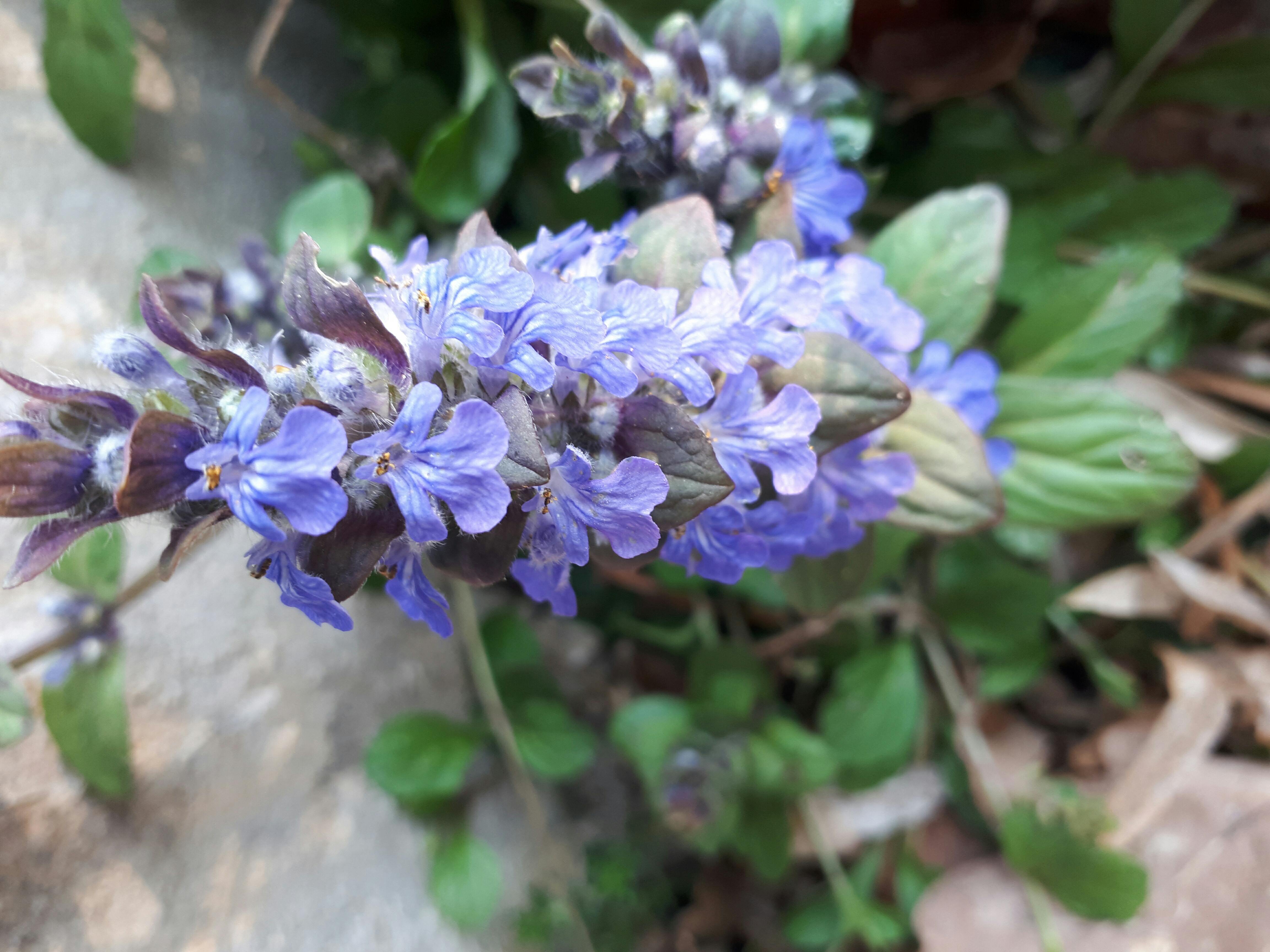 Annexe paparazzi 12.jpg