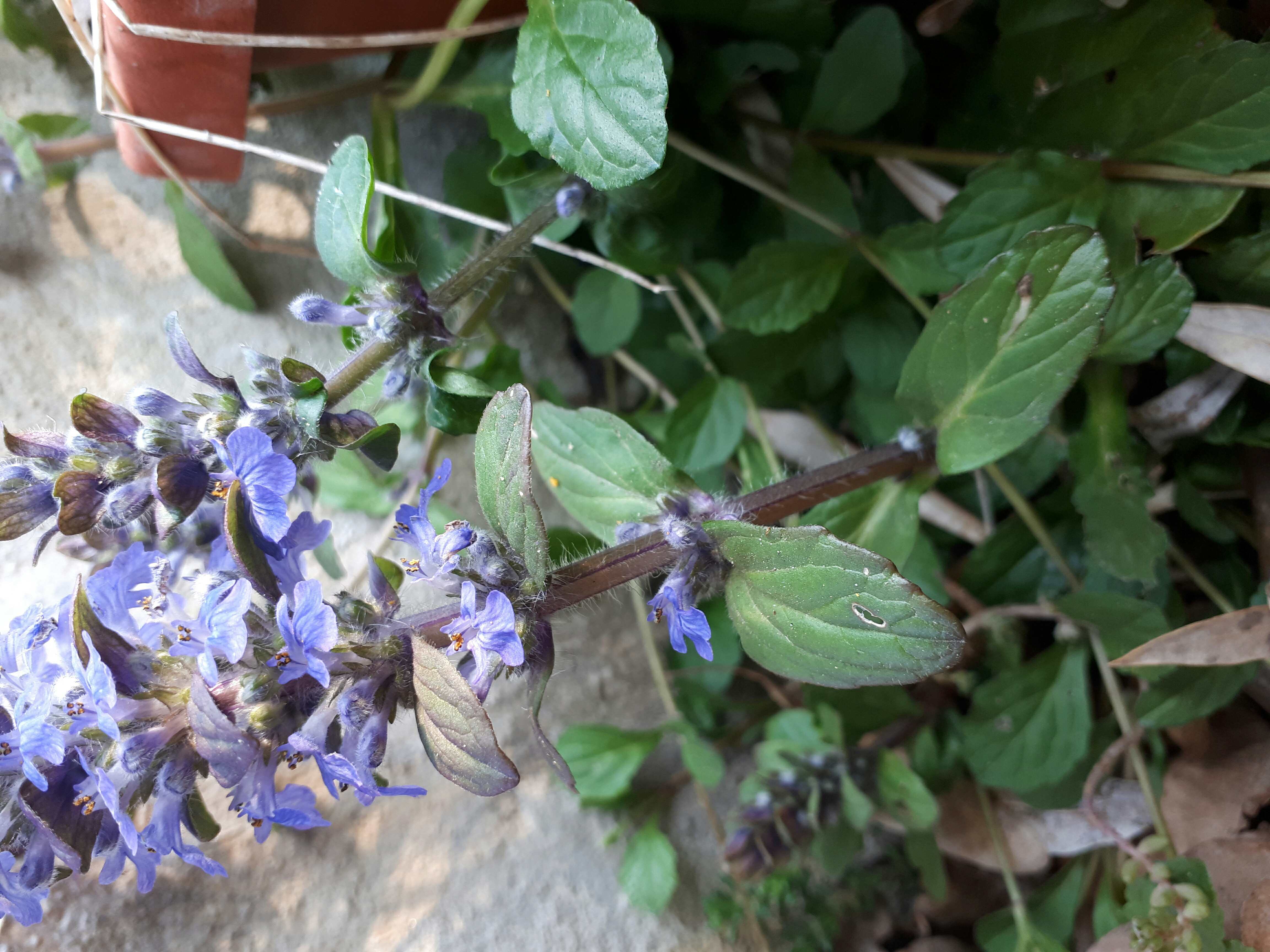 Annexe paparazzi 13.jpg