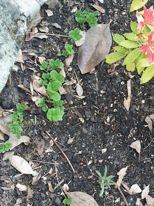 Annexe Capture d’écran 2020-04-10 à 11.03.17.png