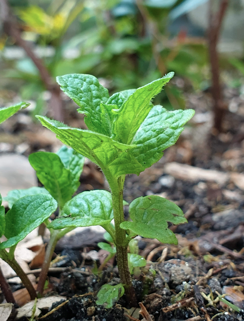Annexe Capture d’écran 2020-04-10 à 11.03.32.png