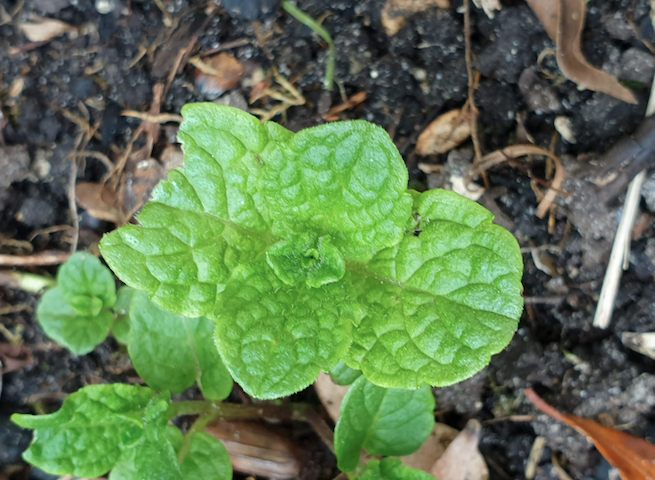 Annexe Capture d’écran 2020-04-10 à 11.04.14.png
