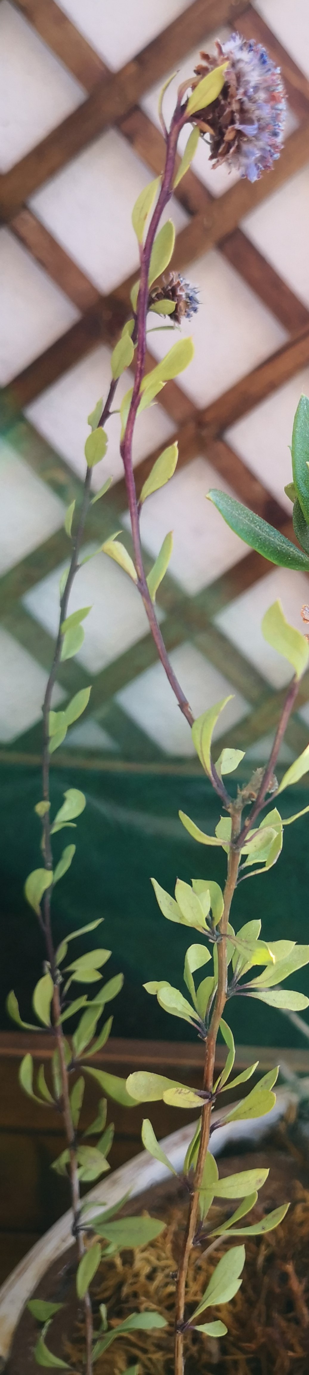 Annexe IMG_20200410_104653.jpg