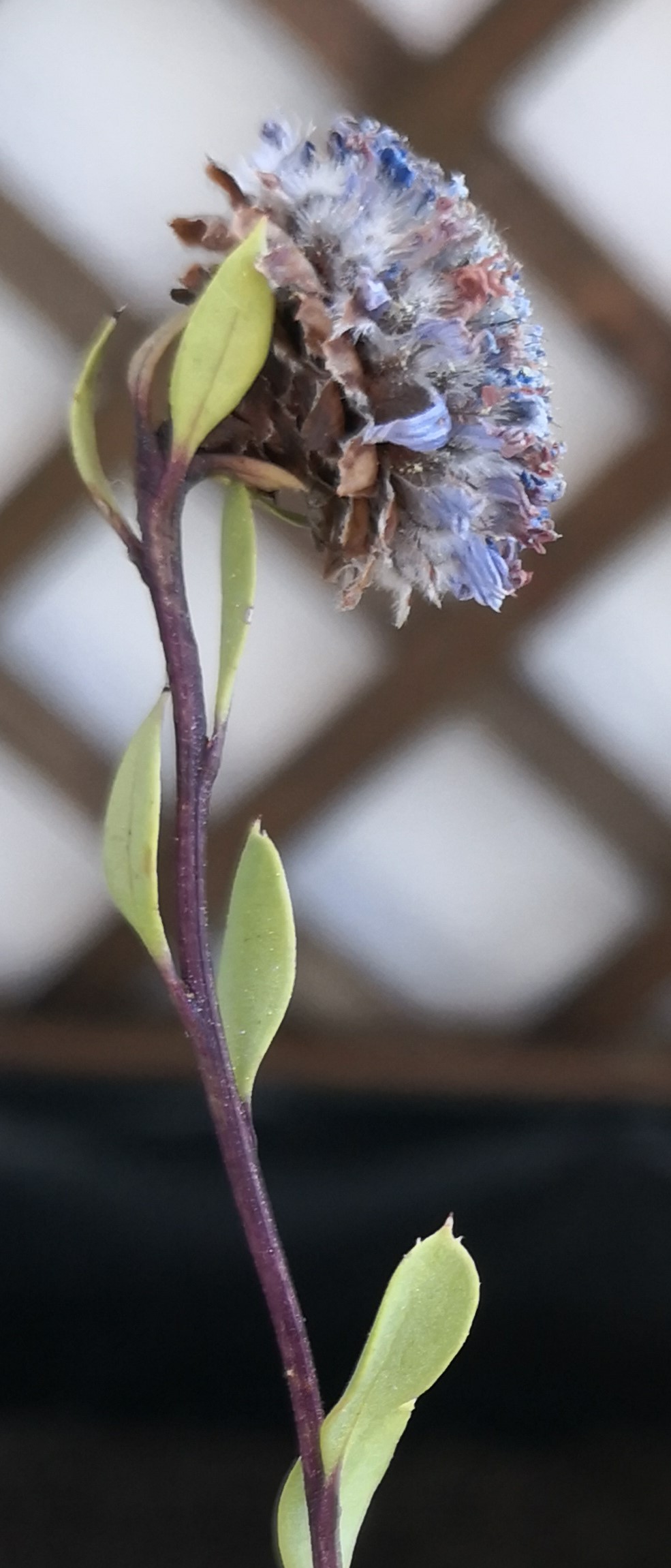 Annexe IMG_20200410_104709.jpg