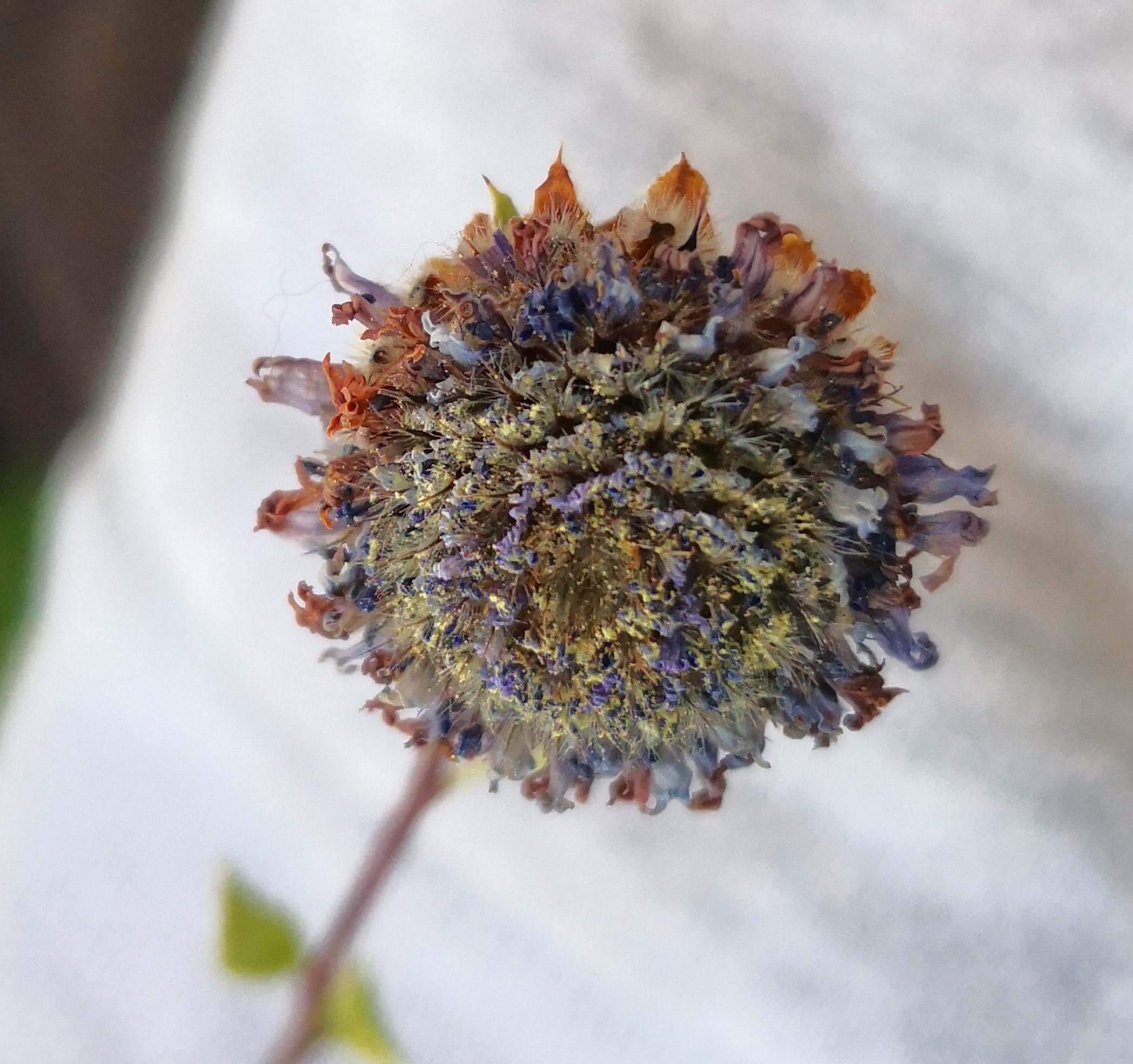 Annexe IMG_20200410_104814.jpg