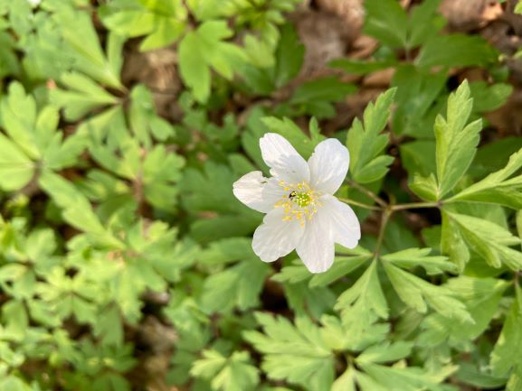 Annexe AnemosaN.2.jpeg