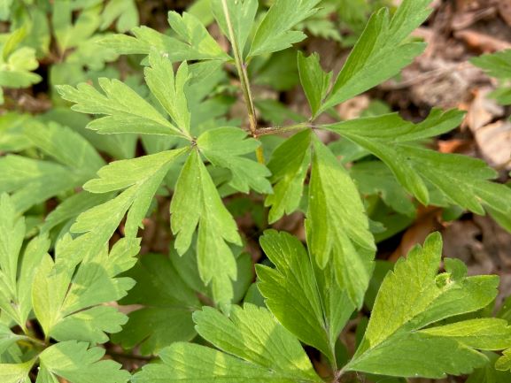 Annexe AnemosaN.3.jpeg