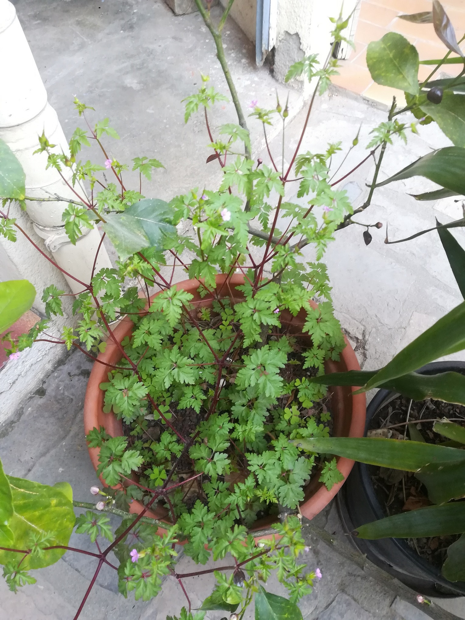 Annexe IMG_20200409_171223.jpg