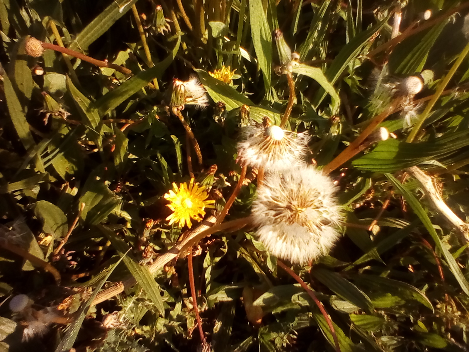 Annexe IMG_20200410_092431.jpg