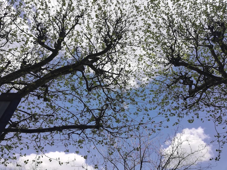 Annexe IMG_20200409_151033.jpg