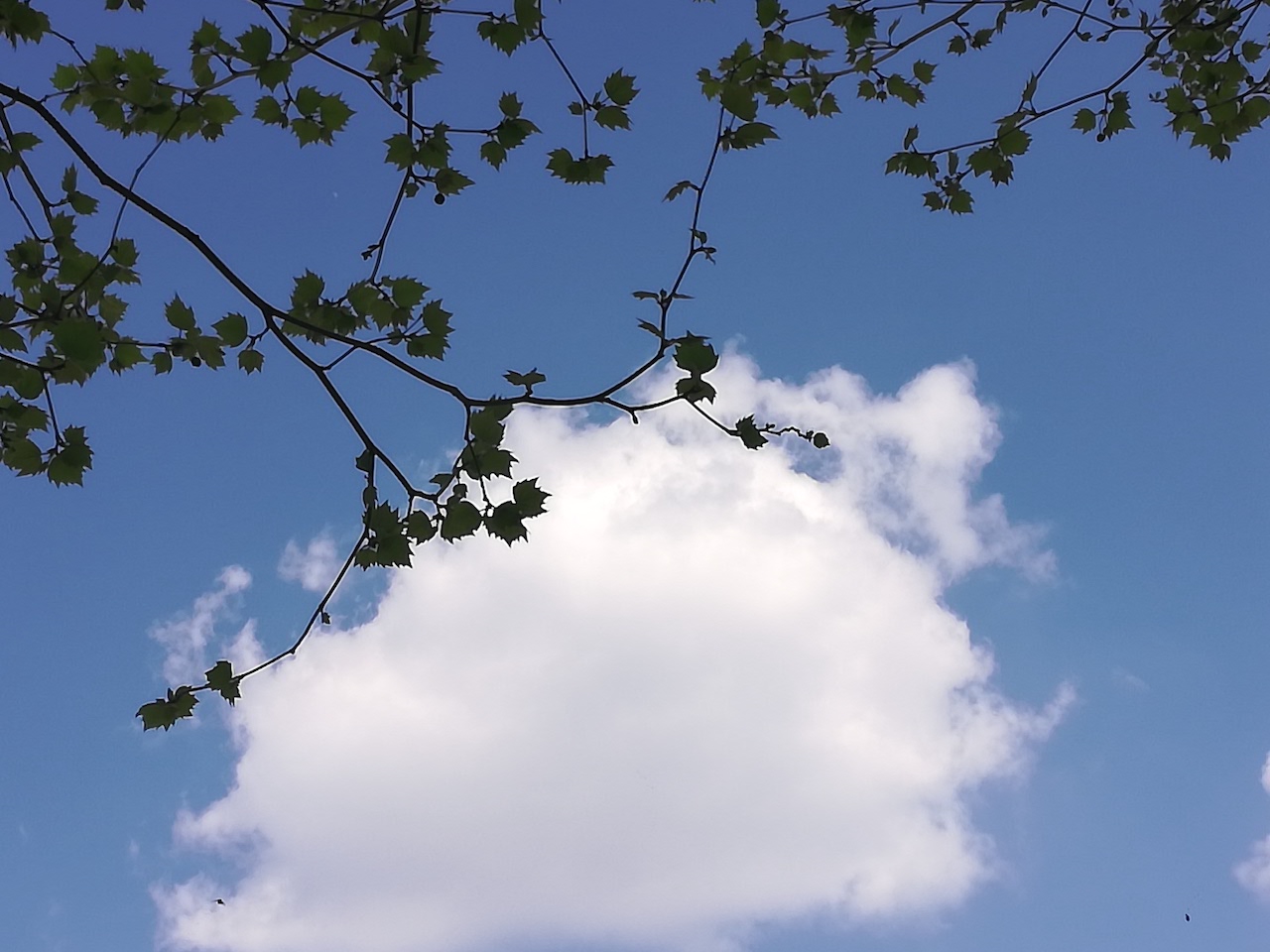 Annexe IMG_20200409_151105.jpg