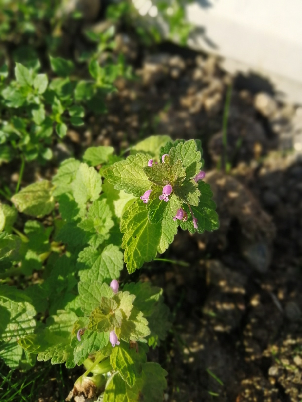 Annexe IMG_20200410_093334_redim.jpg