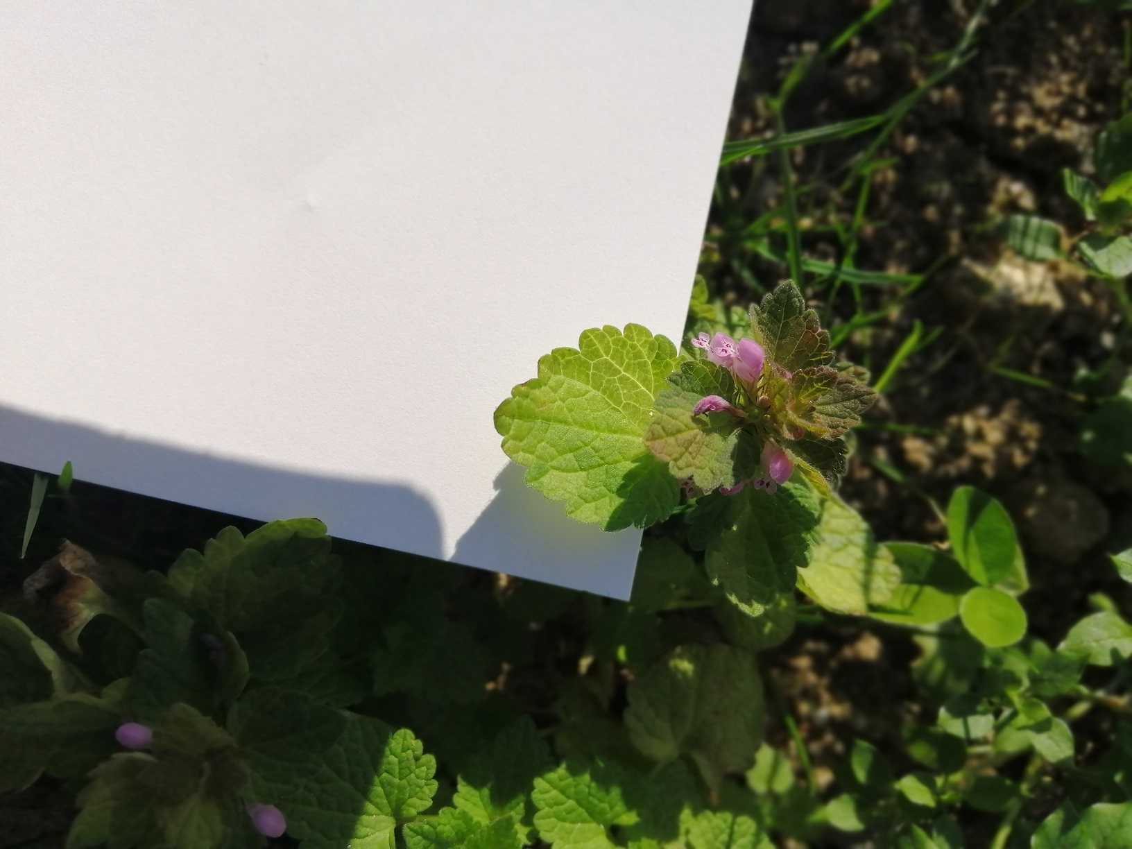 Annexe IMG_20200410_093429_redim.jpg