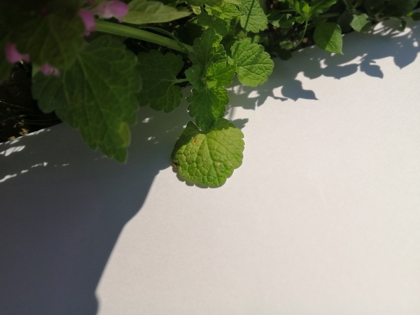 Annexe IMG_20200410_093438_redim.jpg