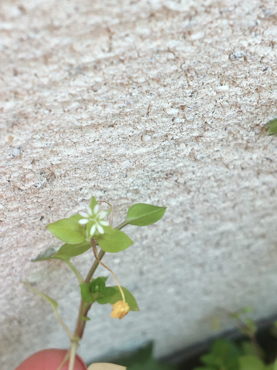 Annexe thumbnail_Image (2).jpg