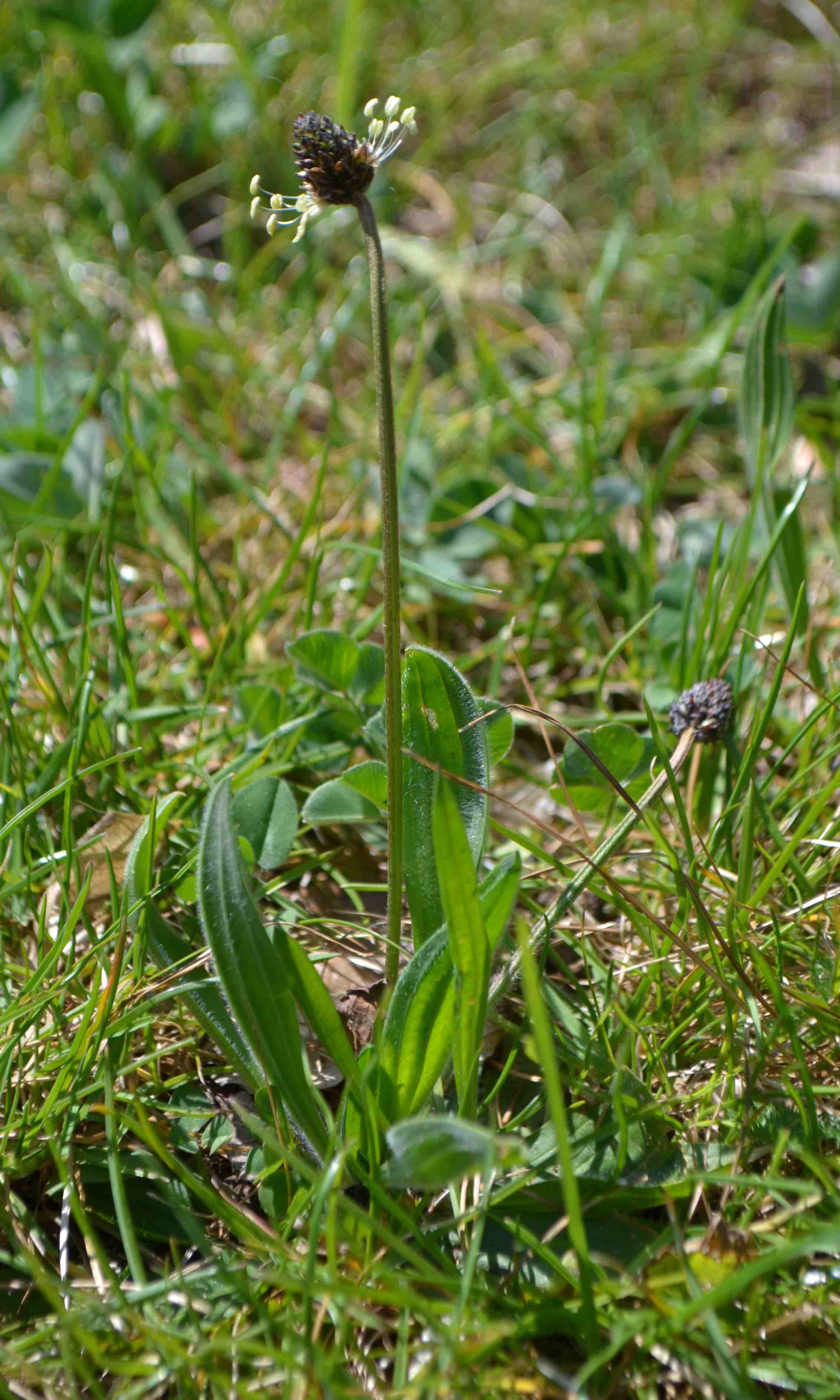 Annexe DSC_0001 - copie.jpg