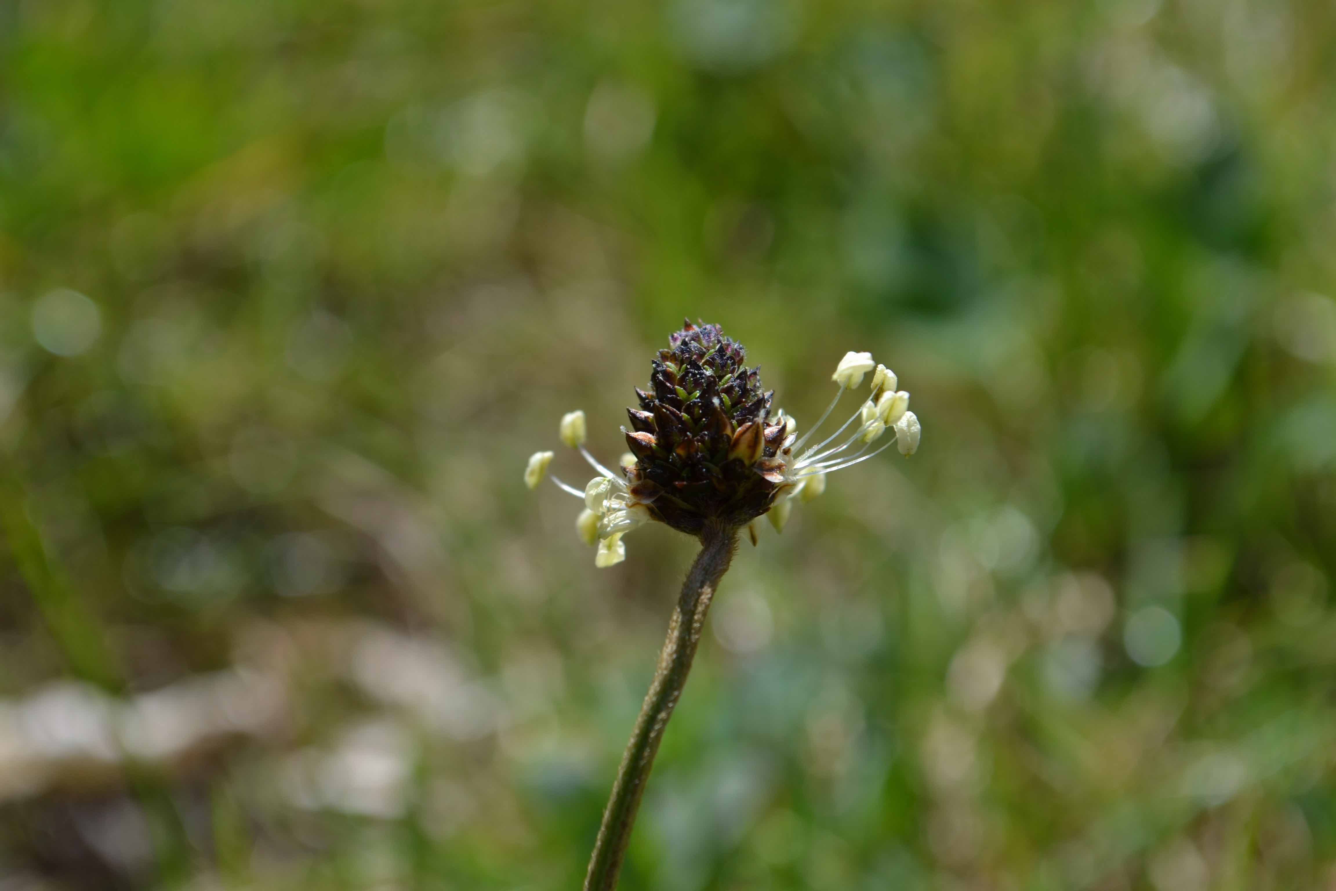 Annexe DSC_0004 - copie.jpg