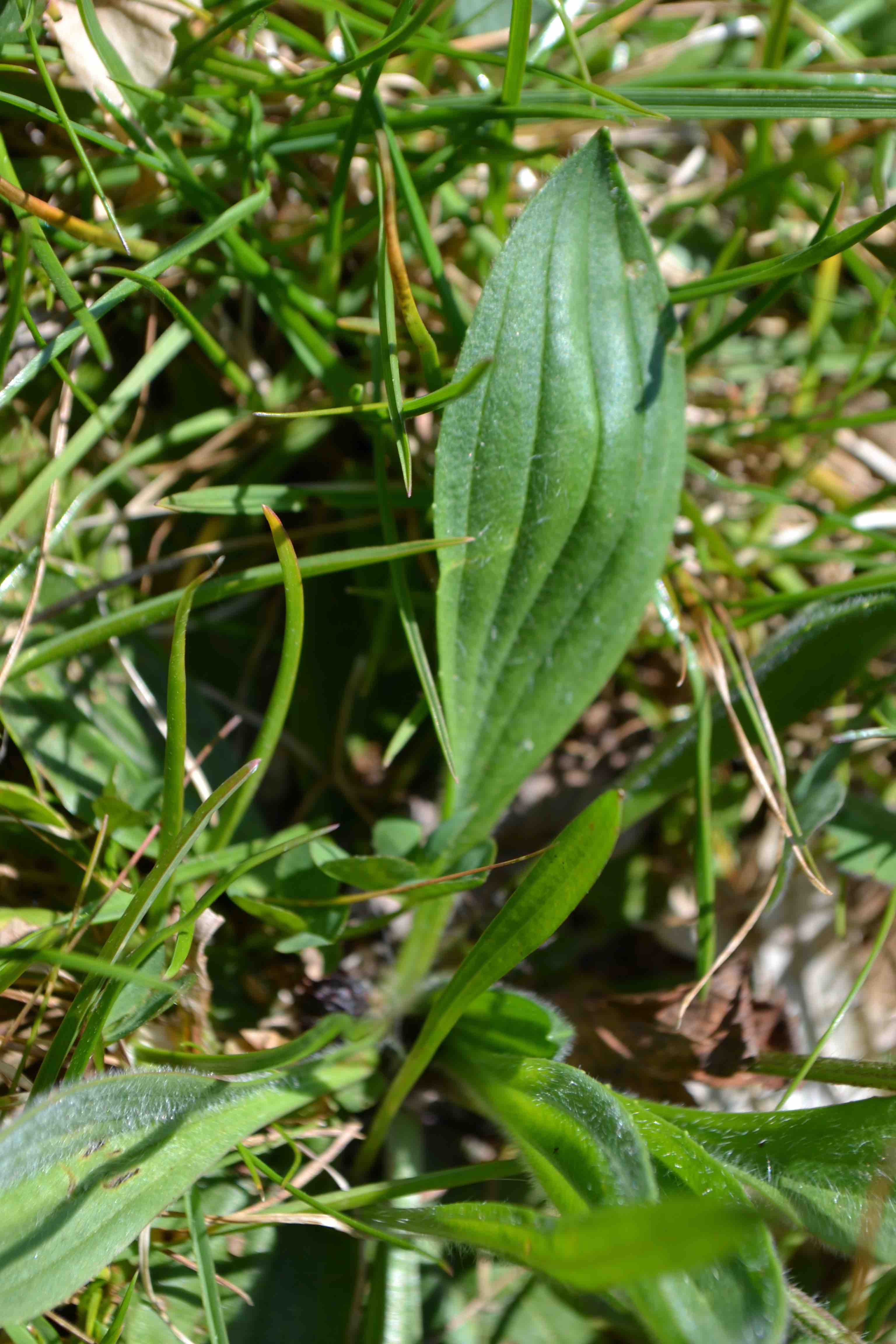 Annexe DSC_0006 - copie.jpg