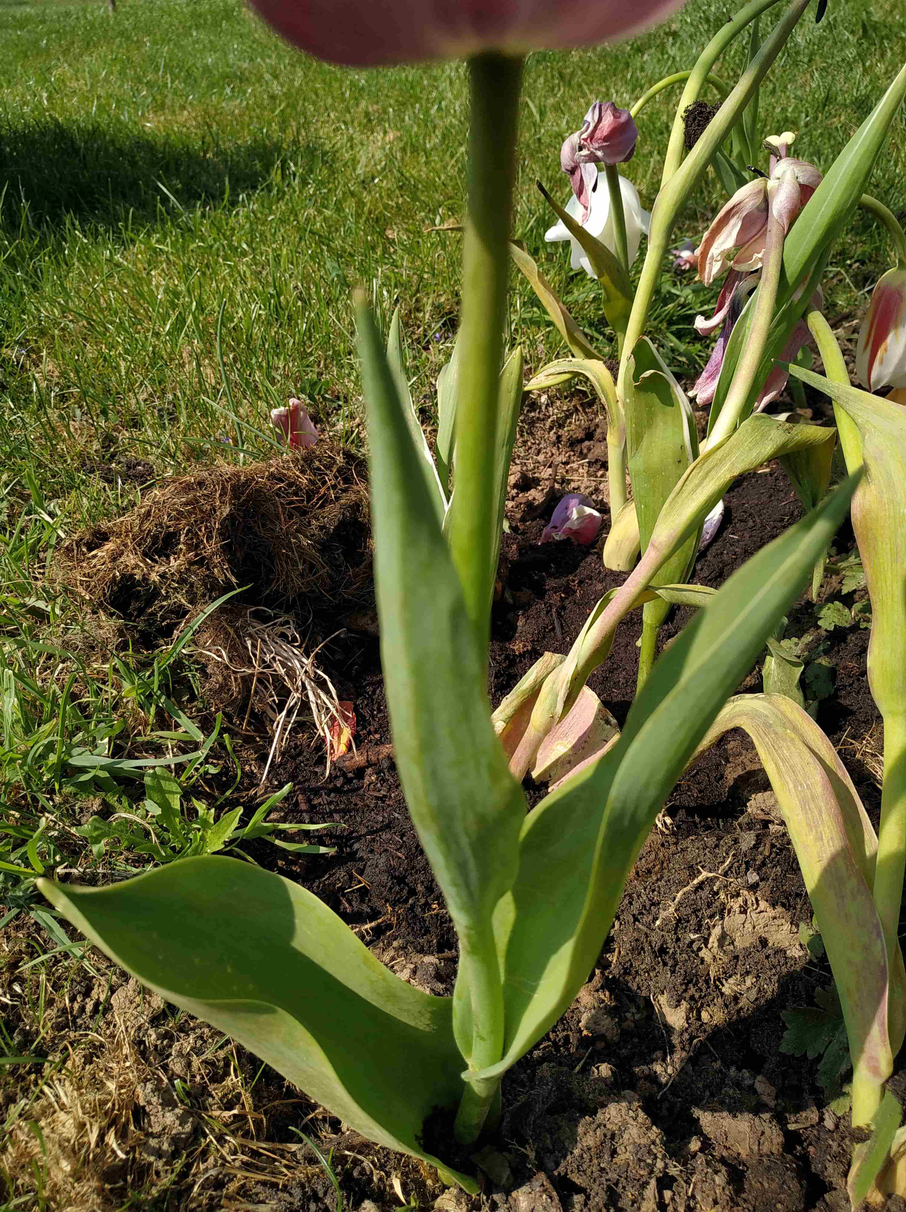 Annexe IMG_20200410_134119-min-ConvertImage.jpg