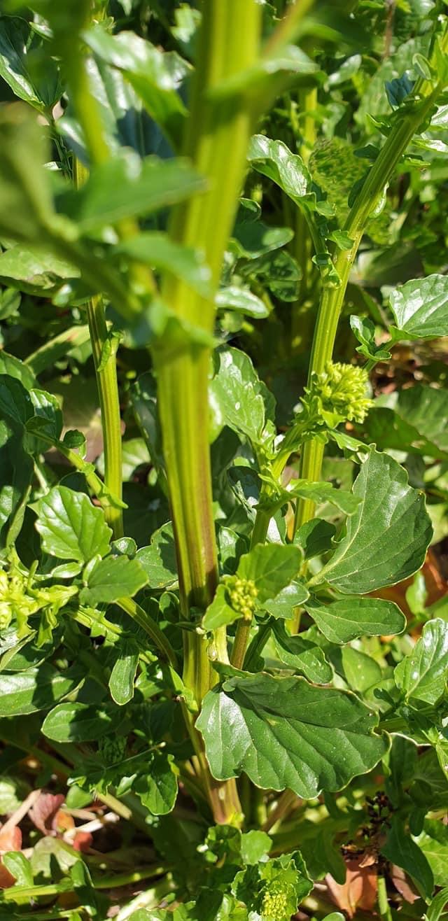 Annexe 63406C57-B97C-4903-A5A8-904547D68F80.jpeg