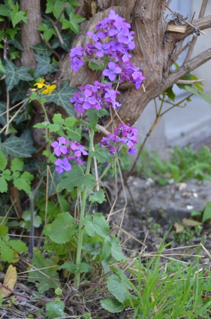 Annexe monnaie du pap - ensemble.JPG