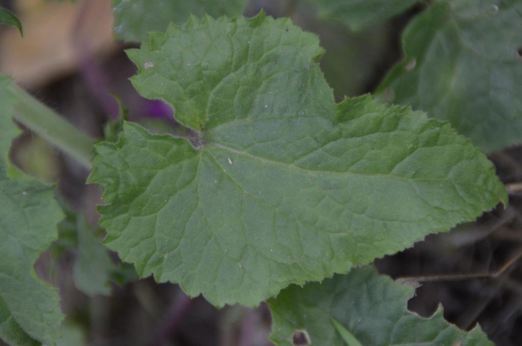 Annexe monnaie du pap - feuille.JPG