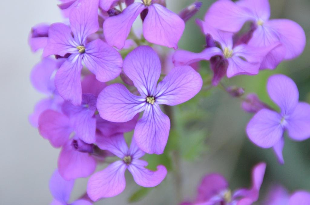 Annexe monnaie du pap - fleurs.JPG