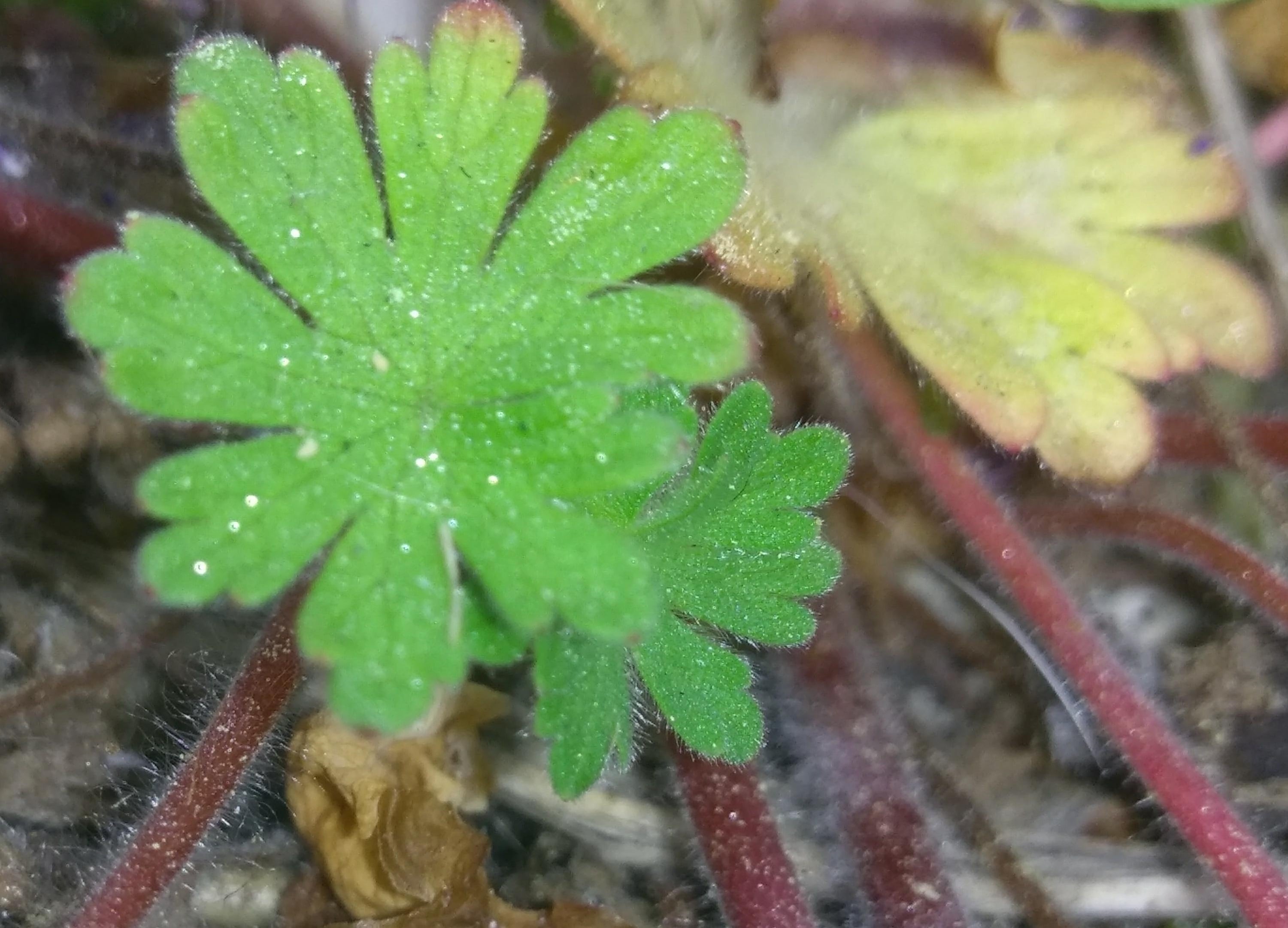 Annexe IMG_20200410_143104-min.jpg