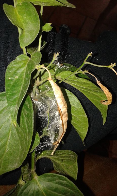 Annexe Dompte-venin-Estrop_082019 (2).jpg