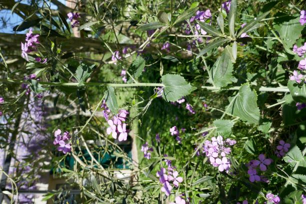 Annexe monnaie du pape P3.JPG