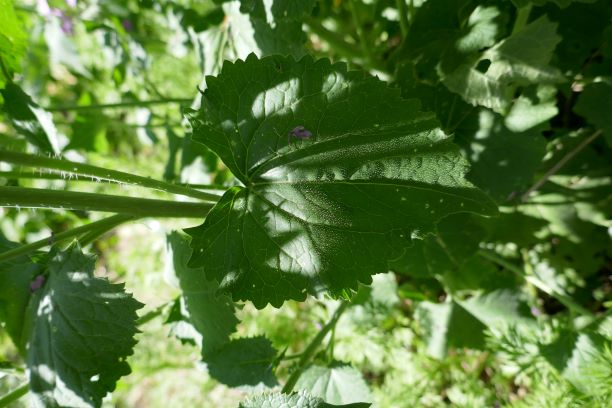 Annexe monnaie du pape P7.JPG