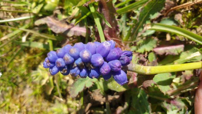 Annexe nnn20200404_120609.jpg