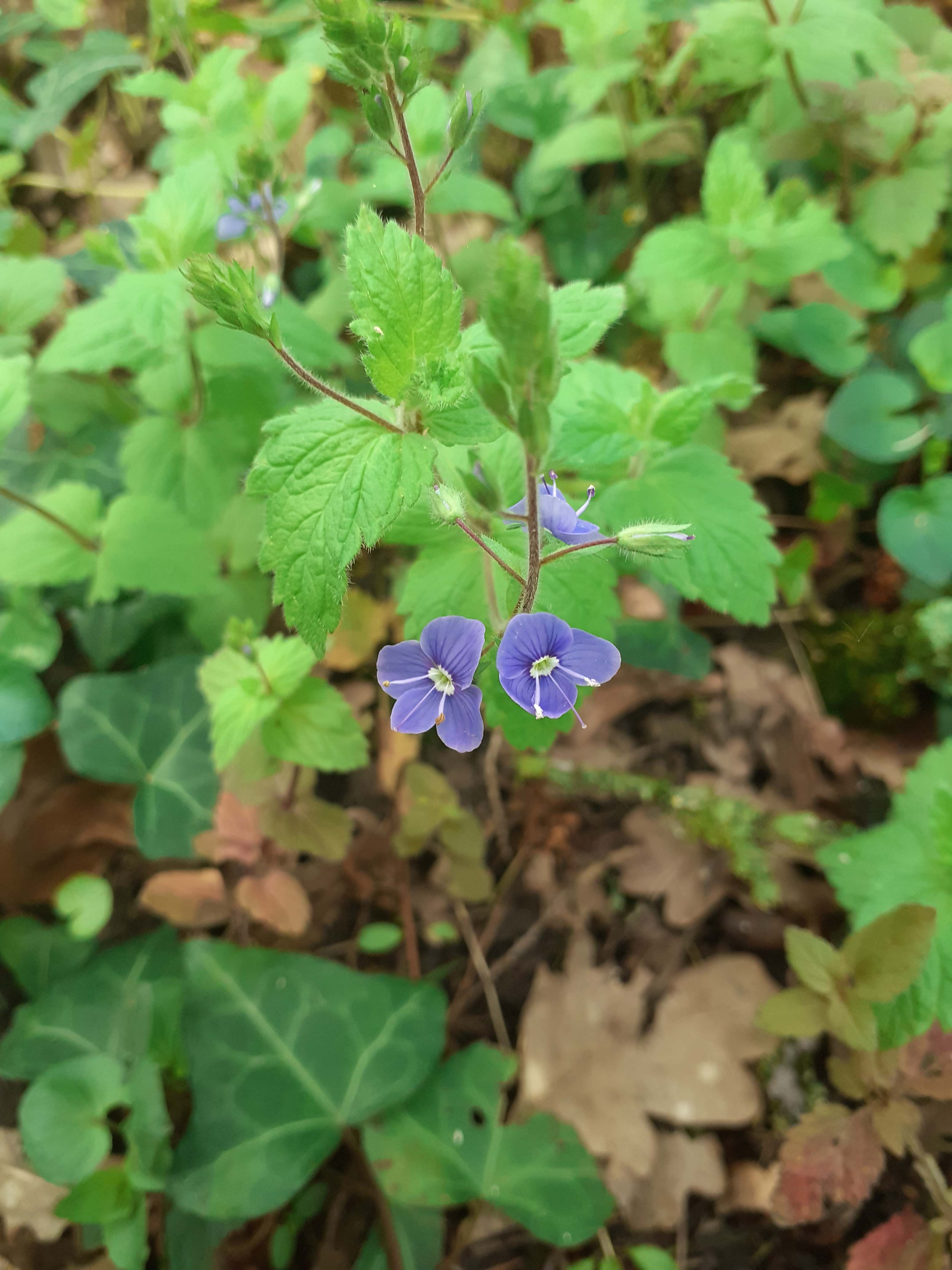 Annexe veronica chamaedrys.jpg