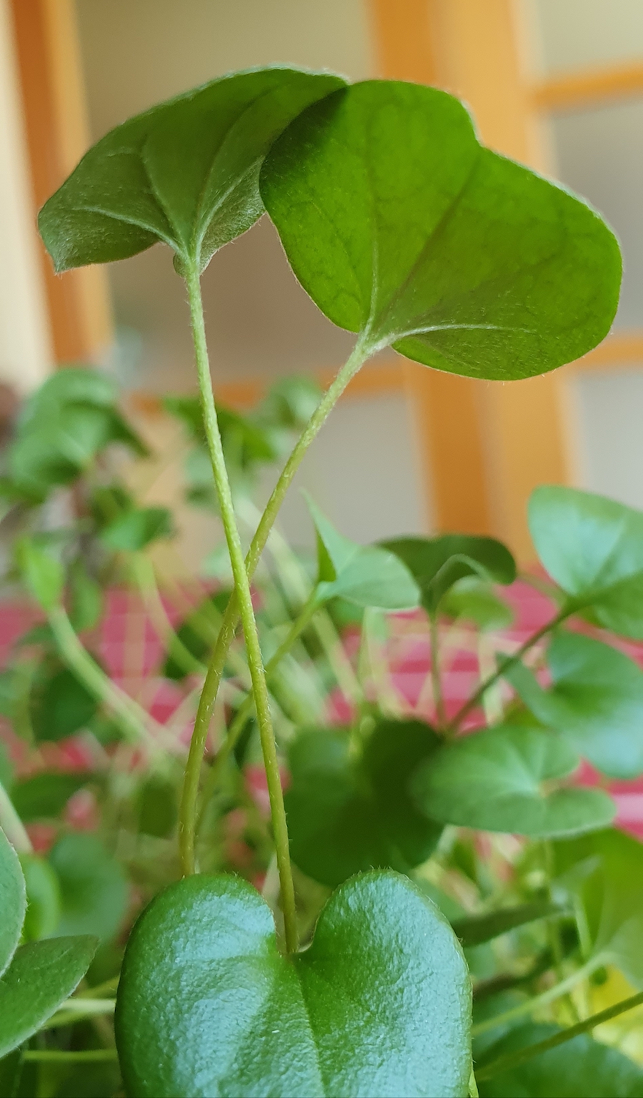 Annexe Dichondra carolinensis - Tige et dessous de feuille.jpg