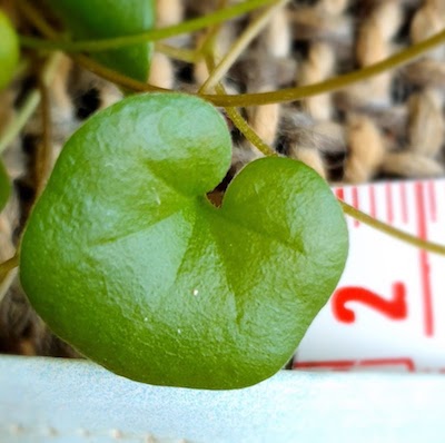 Annexe Dichondra carolinensis .jpg