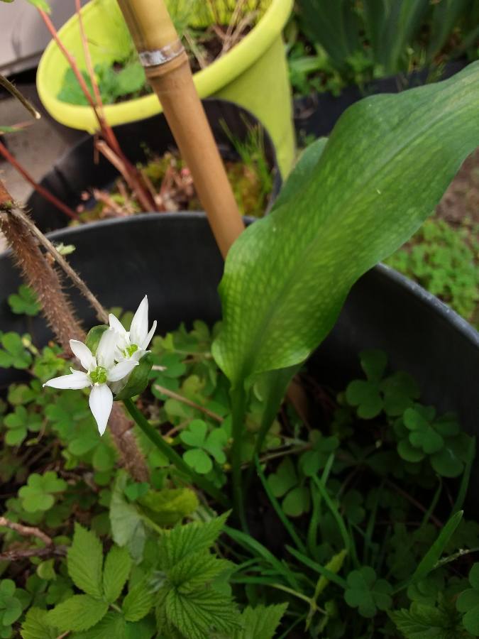 Annexe 1586591494444.JPEG