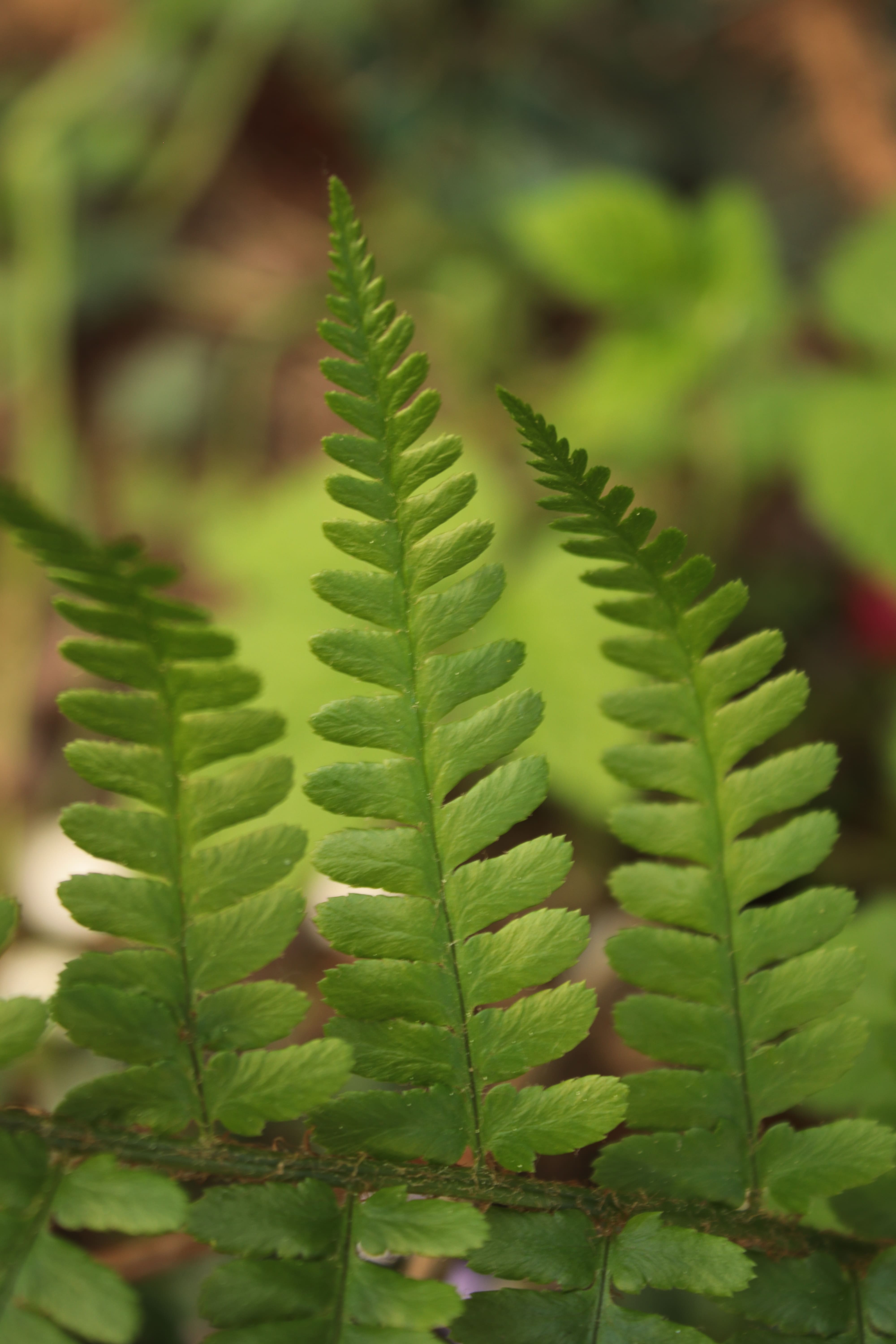 Annexe IMG_8102-min.JPG