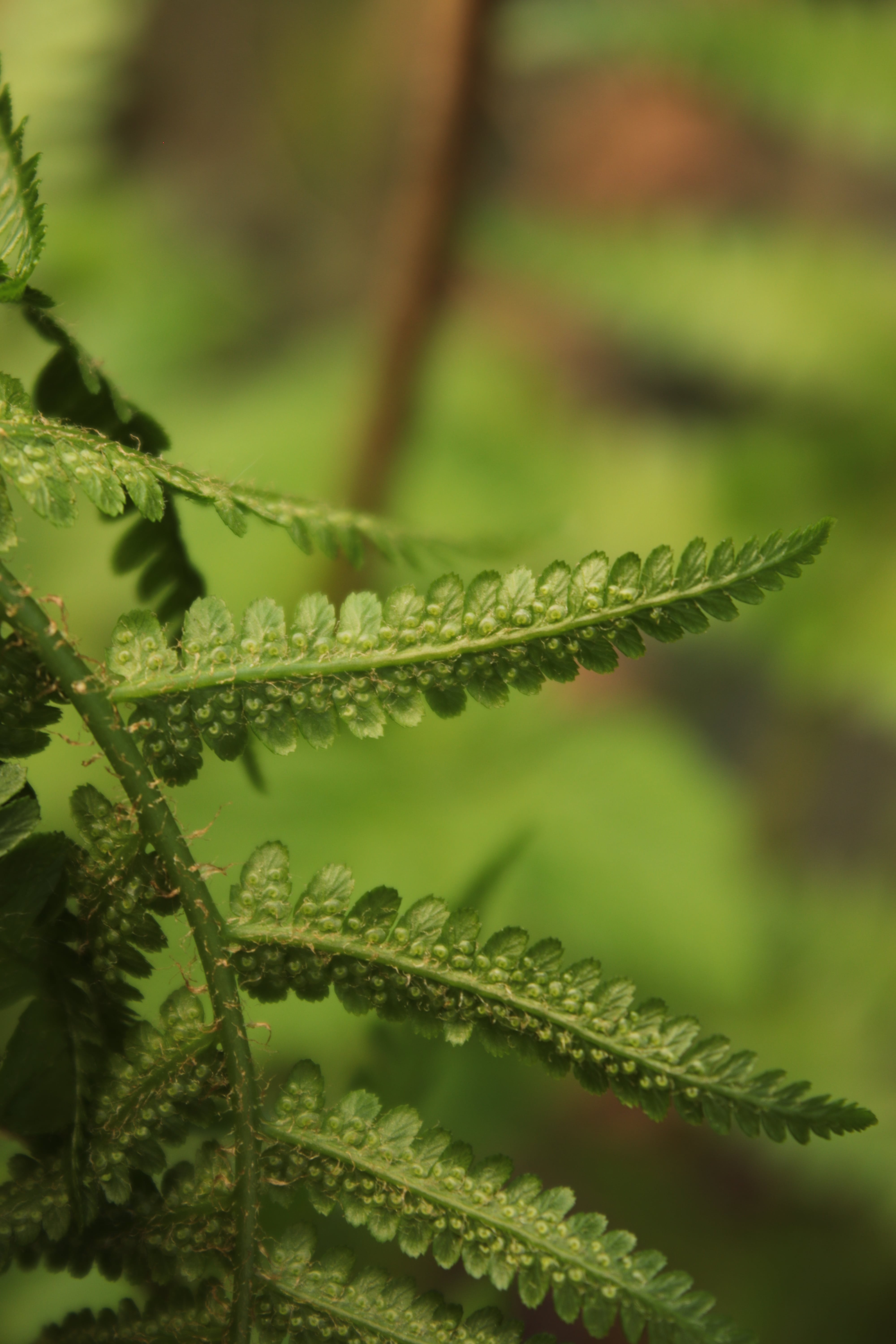 Annexe IMG_8107-min.JPG