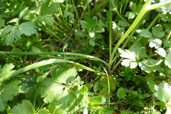 Annexe P1200746a.jpg