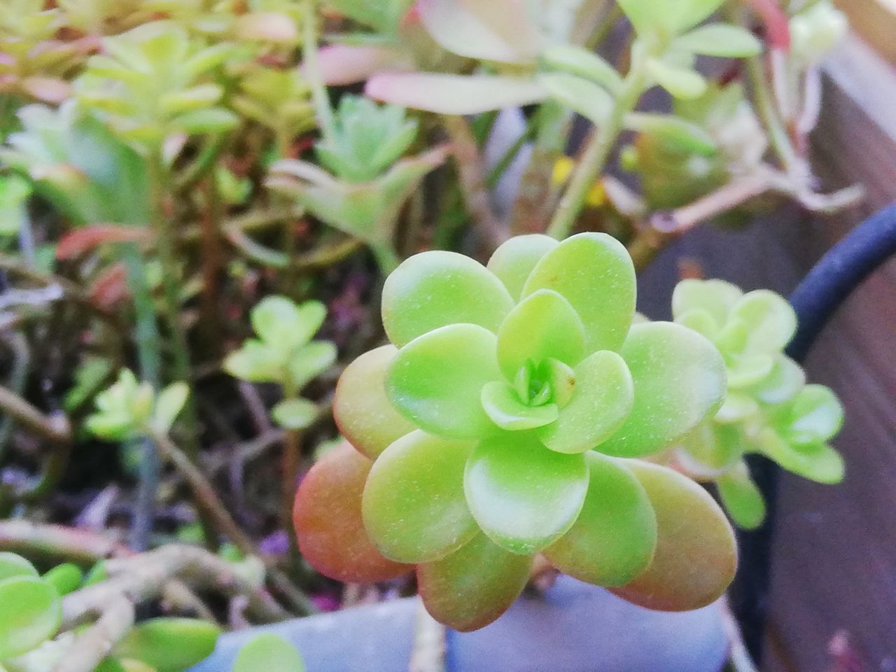 Annexe IMG_20200410_184337_601.jpg